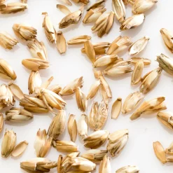 Oreillers|Oreillers>Camif MILLE OREILLERS Oreiller ferme d'épeautre biologique - 40 x 60 cm